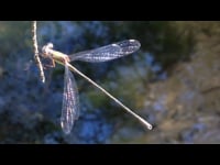 Cosmosis - Cosmic Pond