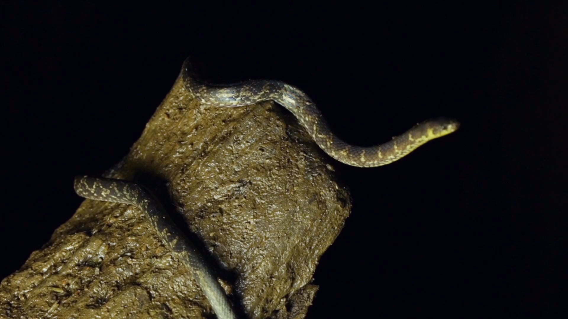Historia natural