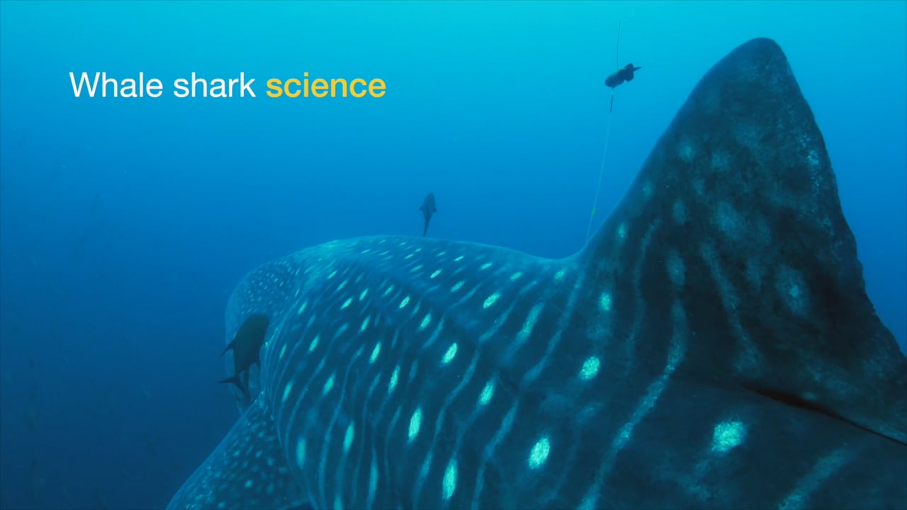 Whale shark science in the Galapagos - 2017