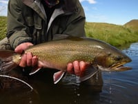 BROOK trout moments