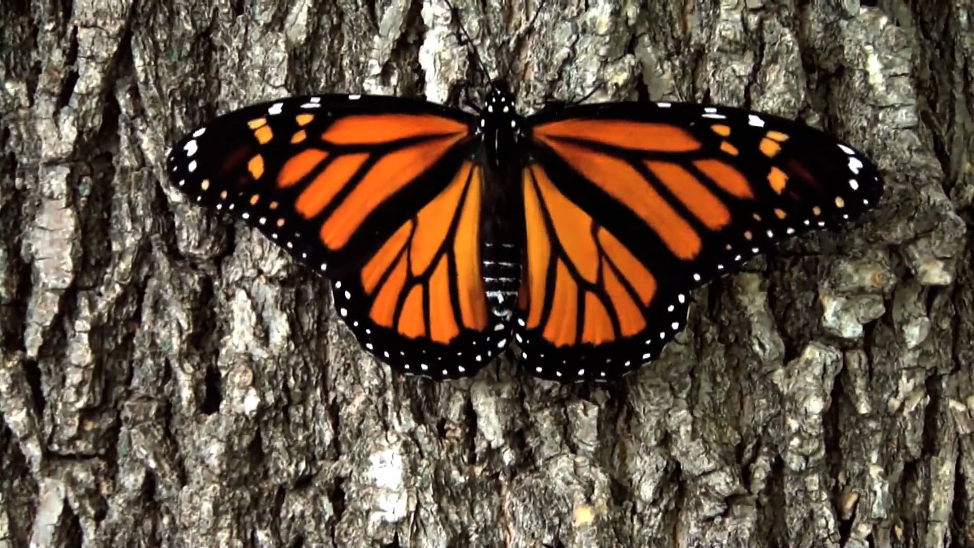 Monarch Butterfly and Pollinators Conservation Fund on Vimeo