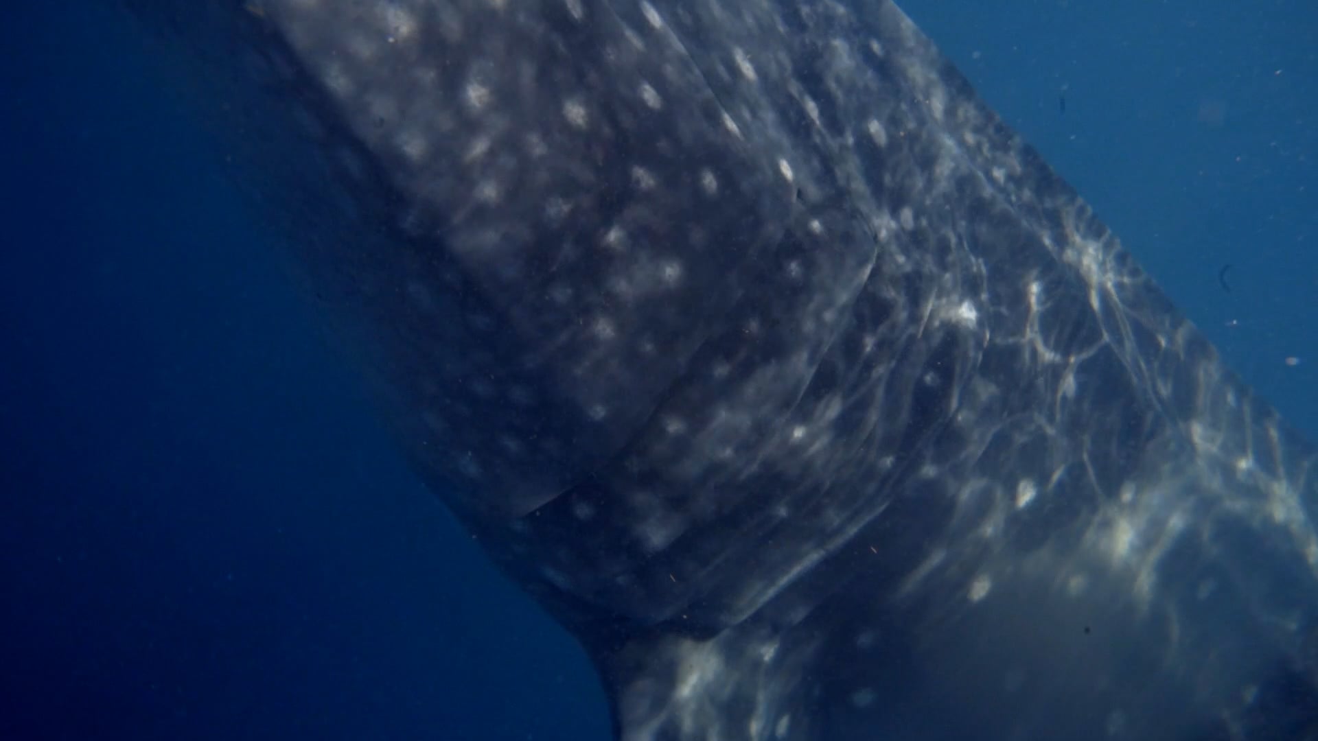 Encuentro con el tiburón ballena