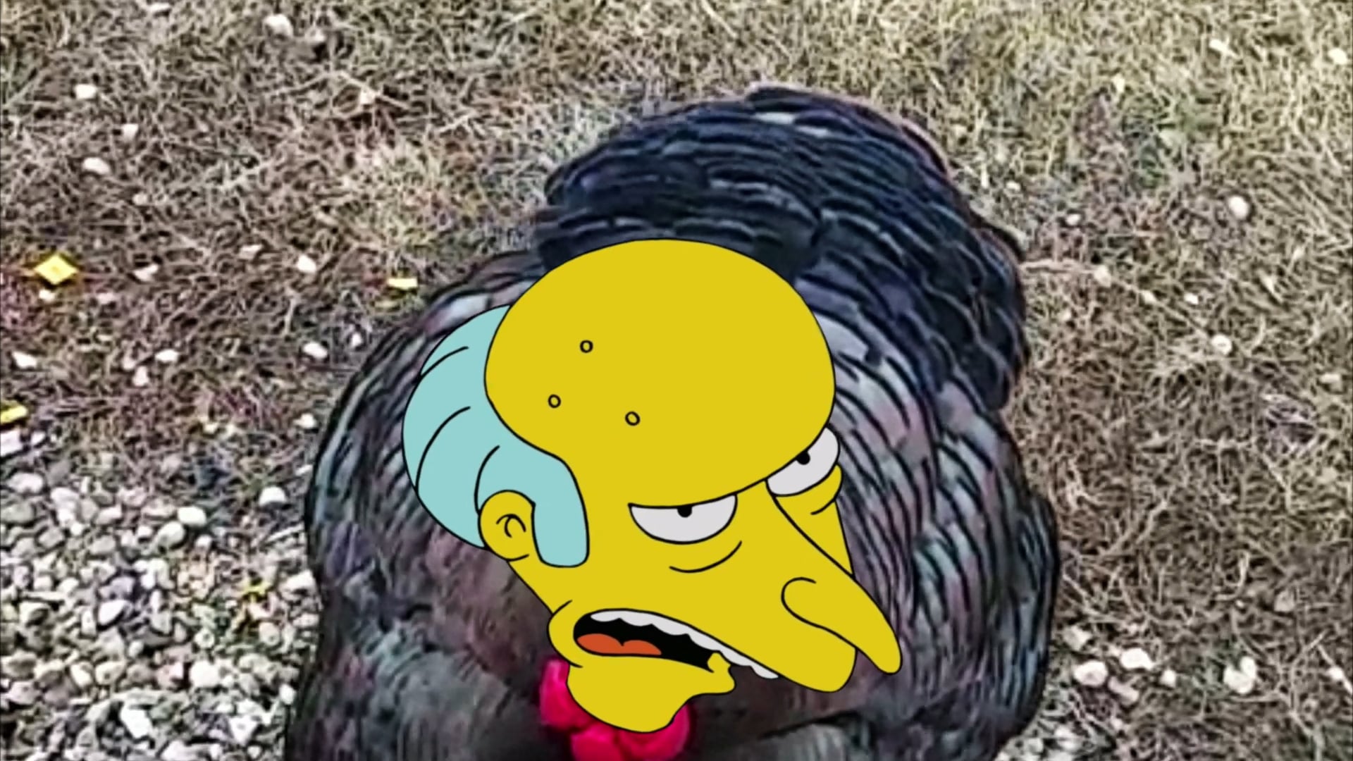The Simpsons - TV:20 "Turkey Burns"