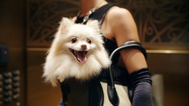 O'Byrne Team - Dogs and Diamonds