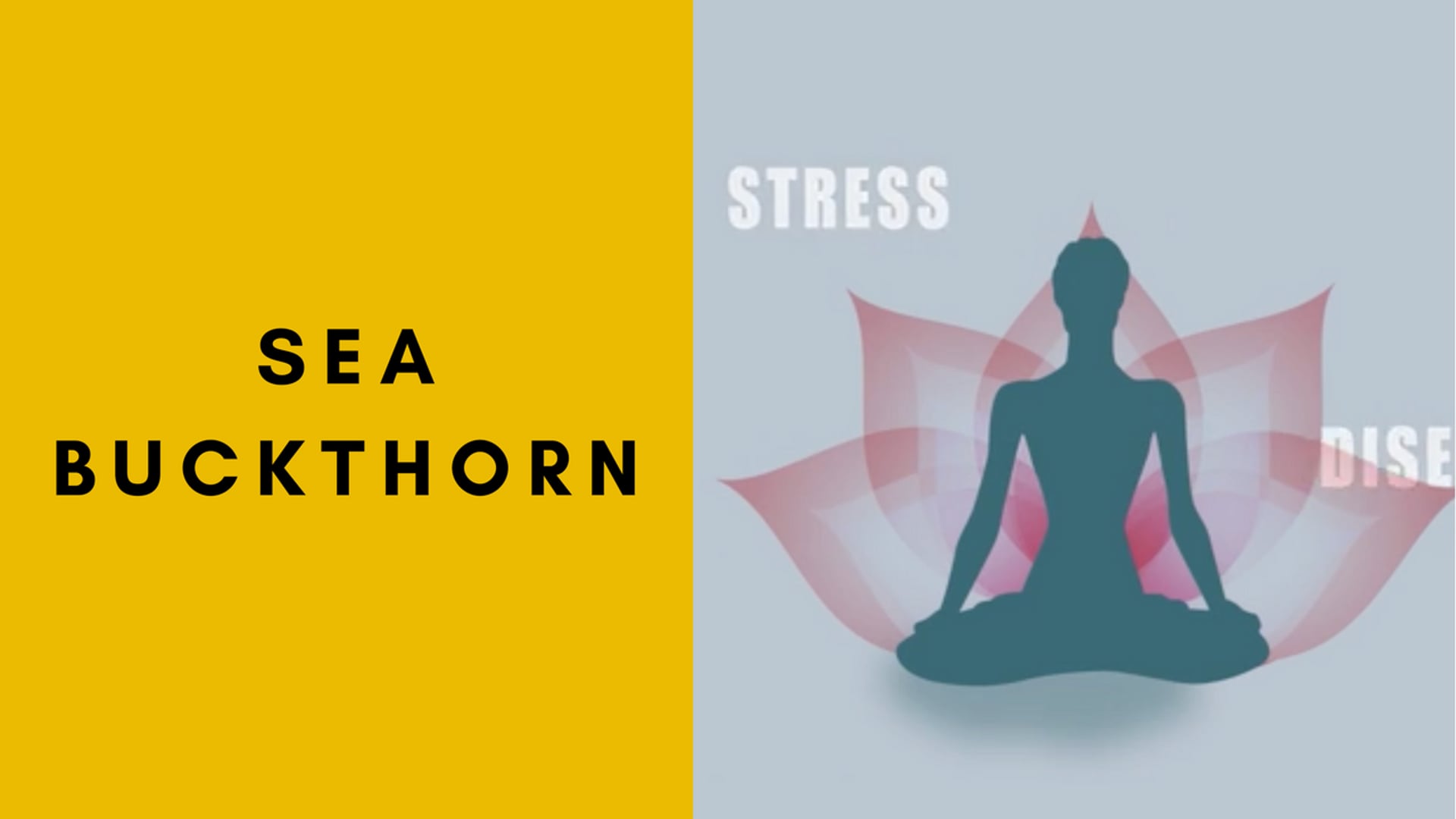 SEA-Buckthorn