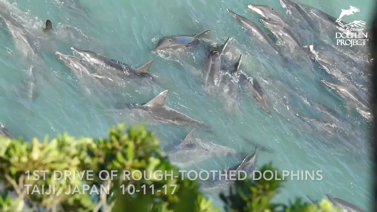 ドーンオブザドルフィン 街のドルフィン (Dolphin in Town) - Kingo Hamada - YouTube