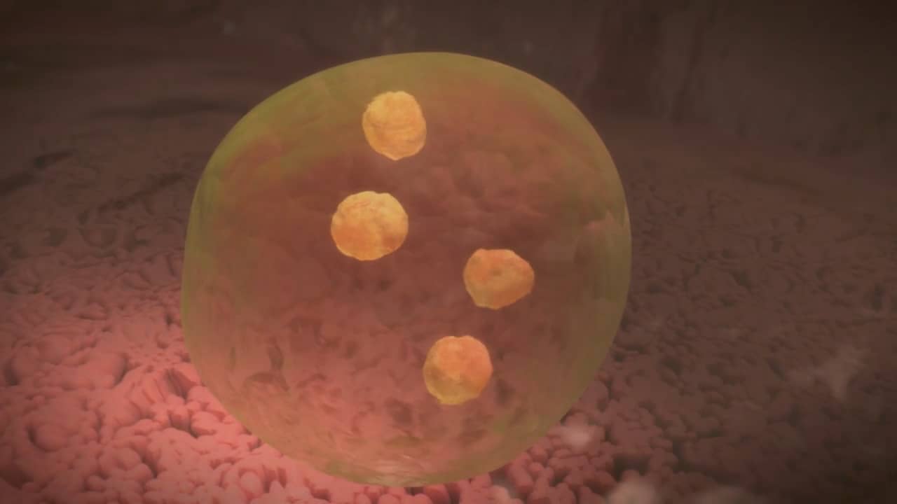 Entamoeba histolytica on Vimeo