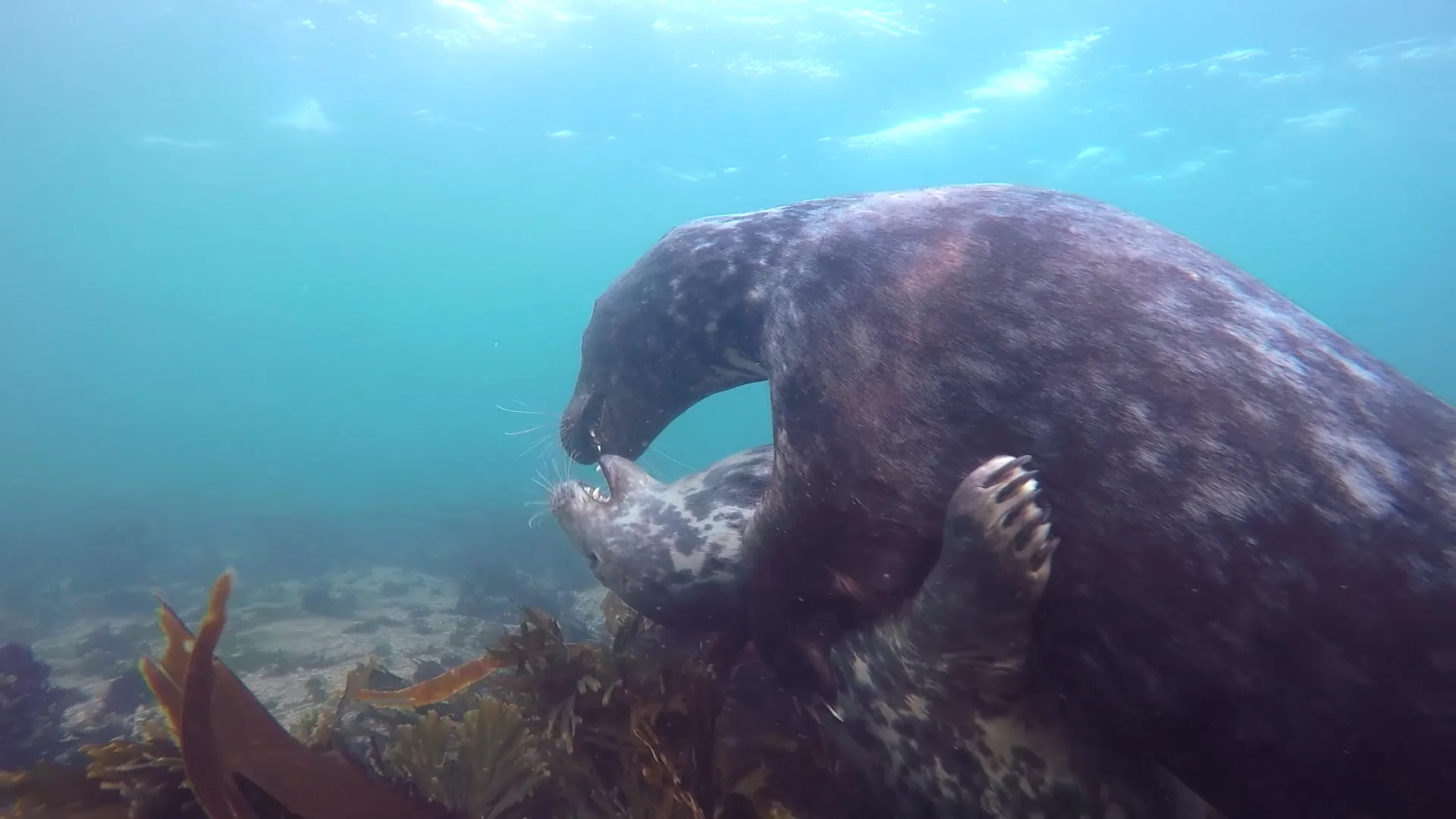 Grey seals courtship behaviour on Vimeo