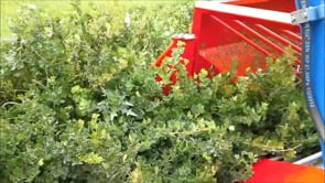 Kombajn Marek - Zbiór agrestu czerwiec 2014