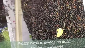 Kombajn Marek - zbiór czarnej porzeczeczki 2013