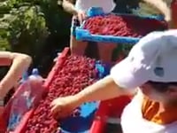 Kombajn Marek - Zbiór Maliny Serbia 2