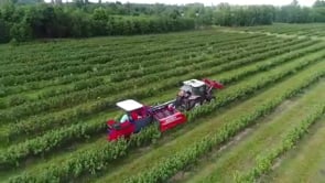 Kombajn Marek - Węgry zbiór porzeczki