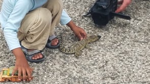 Step into the Wild - Cuban Crocodile