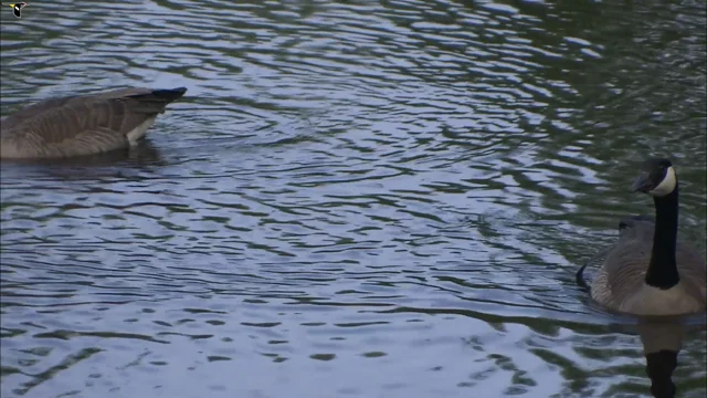 Canada goose clearance 10k 2018 video