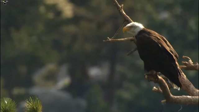 Bald Eagle Sounds, All About Birds, Cornell Lab of Ornithology