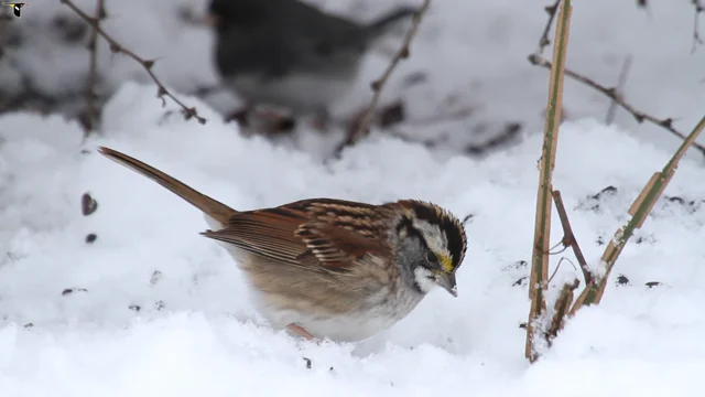 White-crowned Sparrow Identification, All About Birds, Cornell Lab