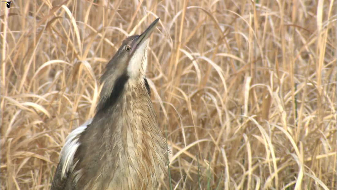 American Bittern Sounds All About Birds Cornell Lab Of Ornithology