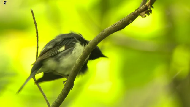 Black-throated Blue Warbler Identification, All About Birds, Cornell Lab of  Ornithology