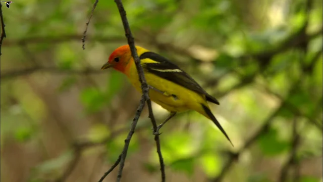  Zathe Black Female African-American Orange Yellow