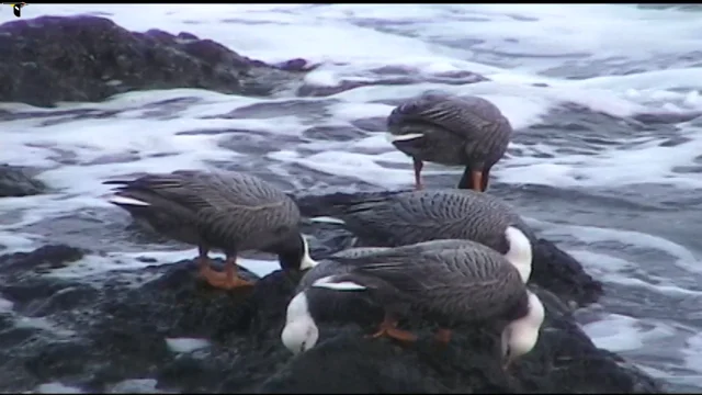 Cackling Goose Identification, All About Birds, Cornell Lab of Ornithology