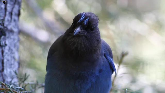 Steller's Jay: Pretty, noisy with a great haircut!