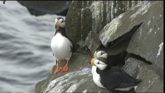 horned puffin baby