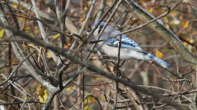 Blue Jay - Song Of America