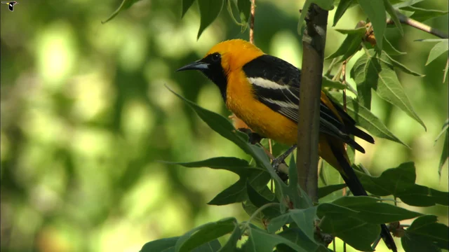 Hooded Oriole Identification, All About Birds, Cornell Lab of