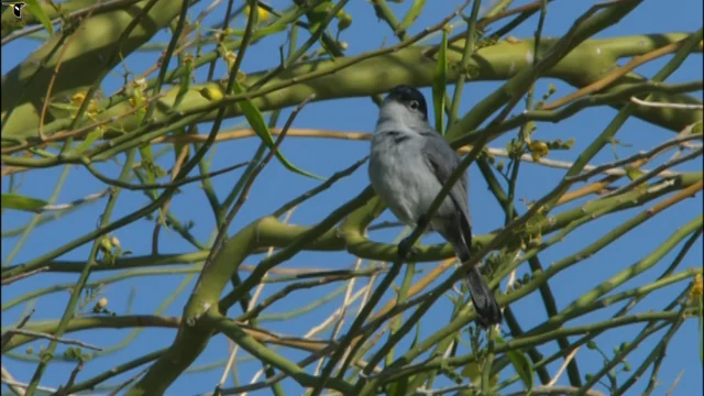 Black-tailed Gnatcatcher Identification, All About Birds, Cornell Lab of  Ornithology