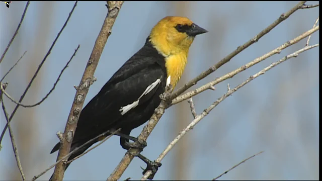 Yellow-headed Blackbird Identification, All About Birds, Cornell Lab of  Ornithology