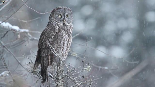 great gray owl wingspan