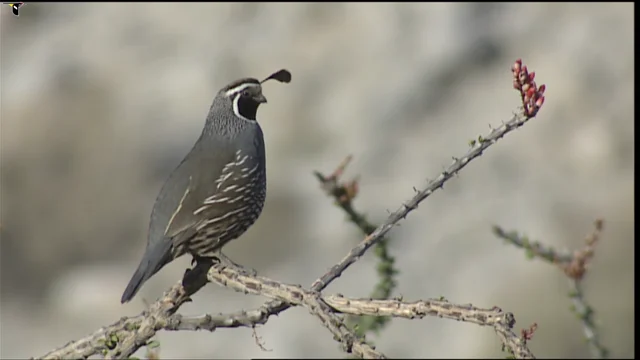 California Quail Identification, All About Birds, Cornell Lab of