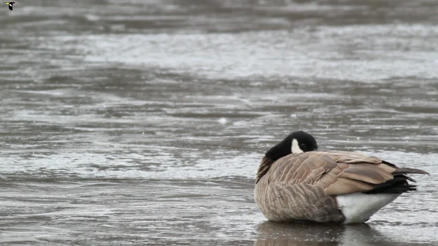 Canada goose hotsell valladolid menu