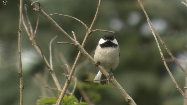 Black-capped Chickadee Identification, All About Birds, Cornell