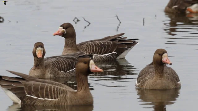 Greater White-fronted Goose Identification, All About Birds, Cornell Lab of  Ornithology