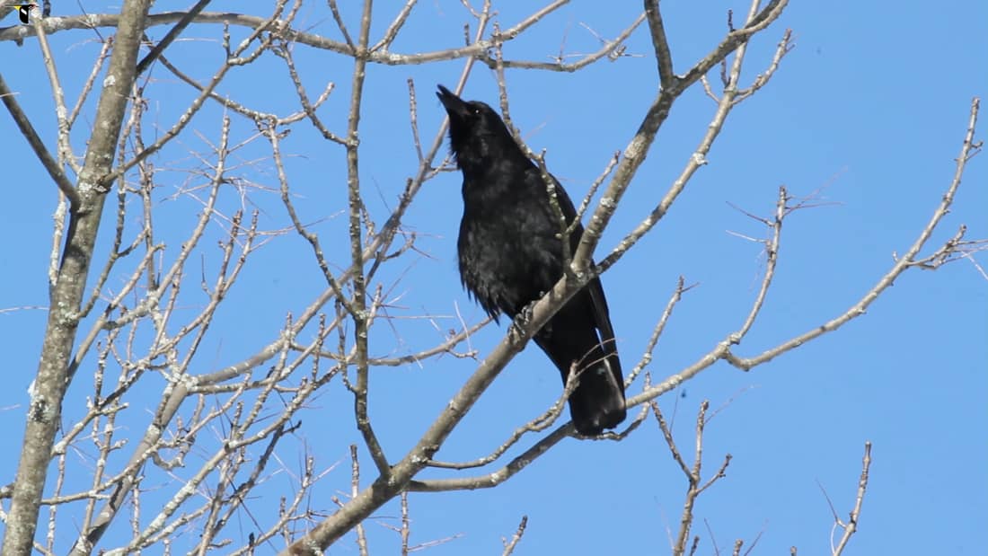 American Crow Sounds All About Birds Cornell Lab Of Ornithology