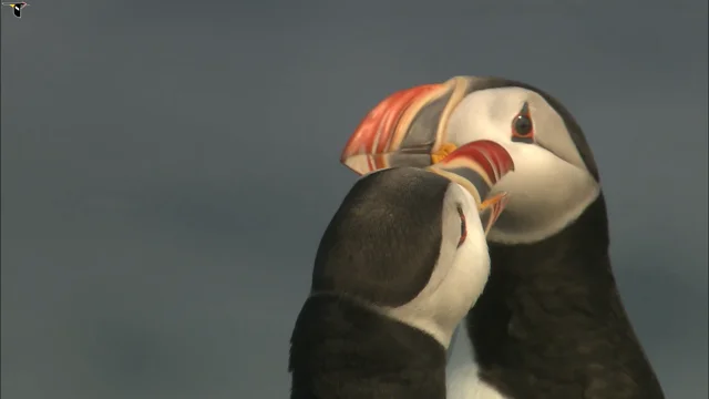 Atlantic Puffin Overview, All About Birds, Cornell Lab of Ornithology