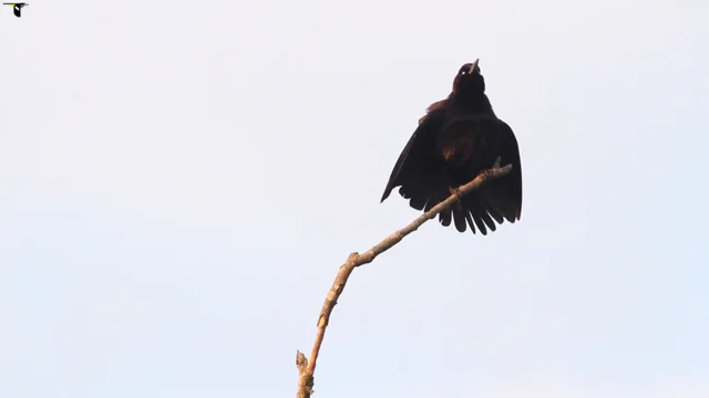 I'm seeing fewer birds in my yard. Is something affecting their