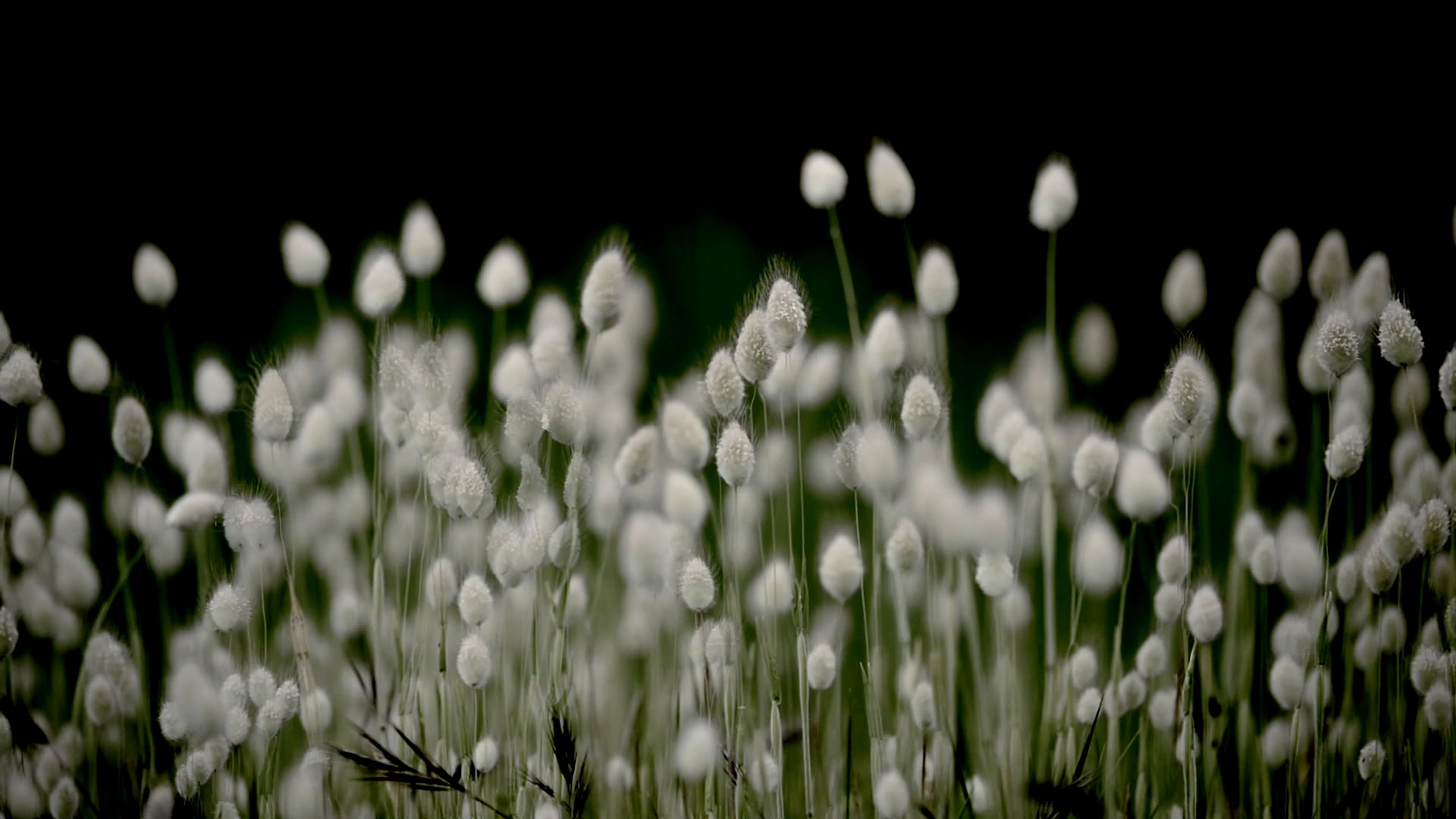 It's Christmas Time in Nature - 2016