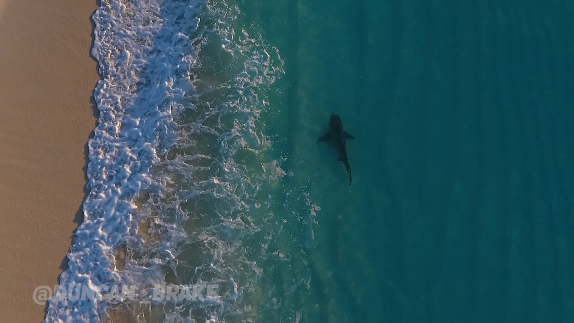 Bull Shark Cruising Along the Beach