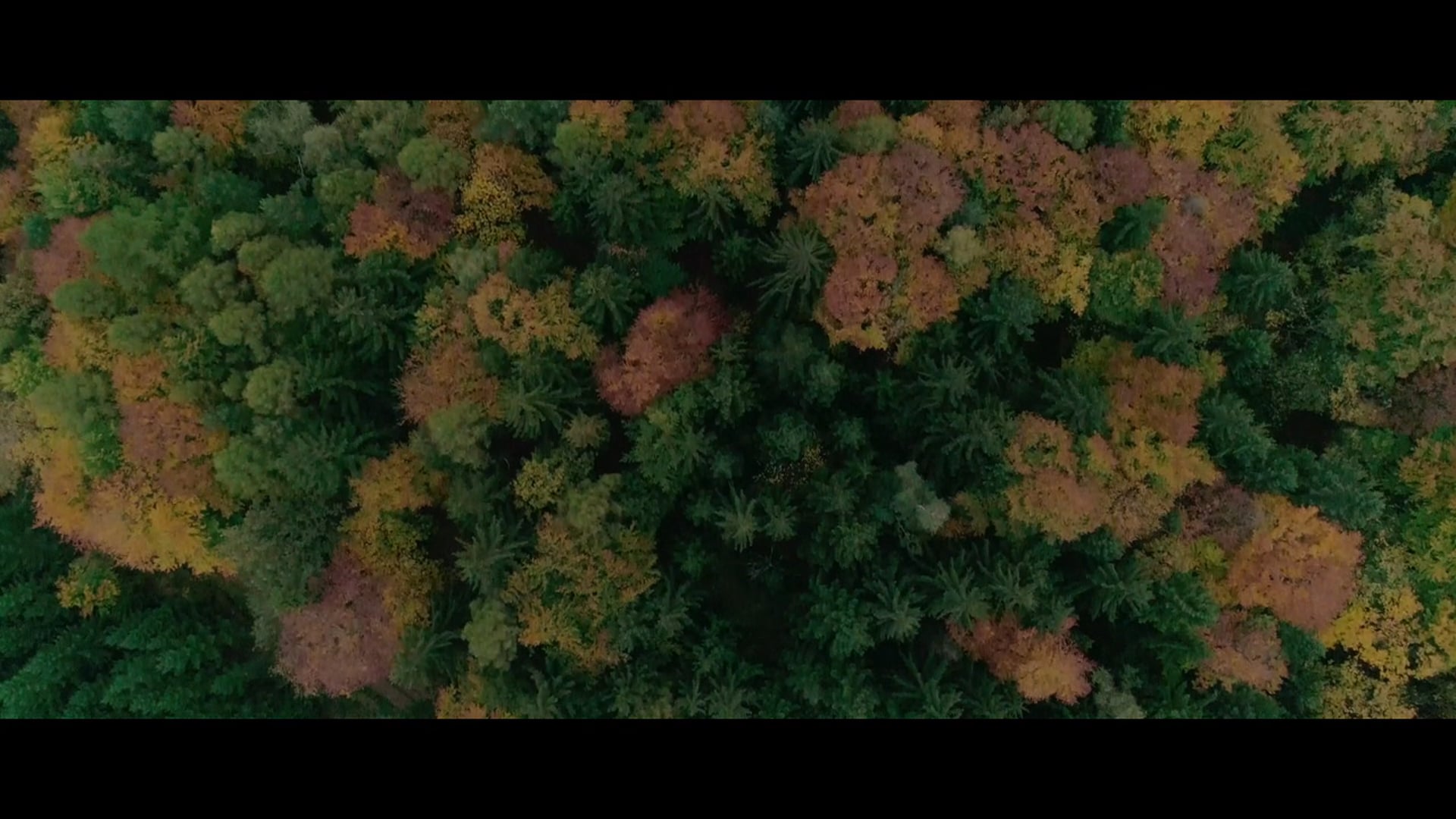 Golden Autumn