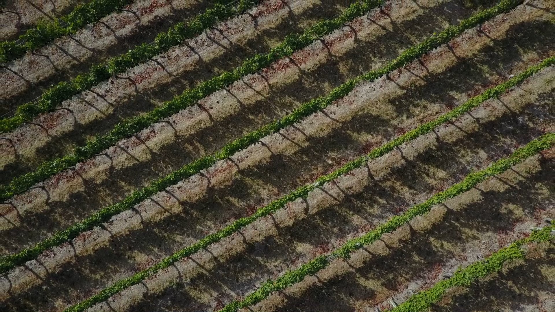 The Hatch - Director & Editor