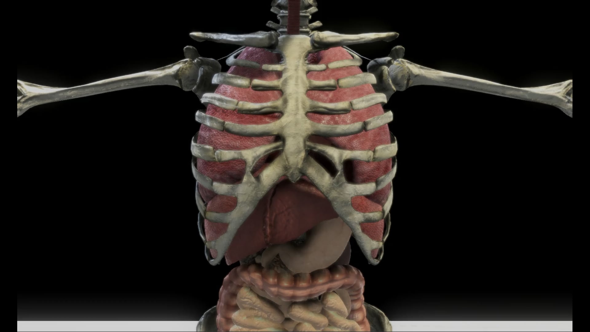 Anatomy Overview