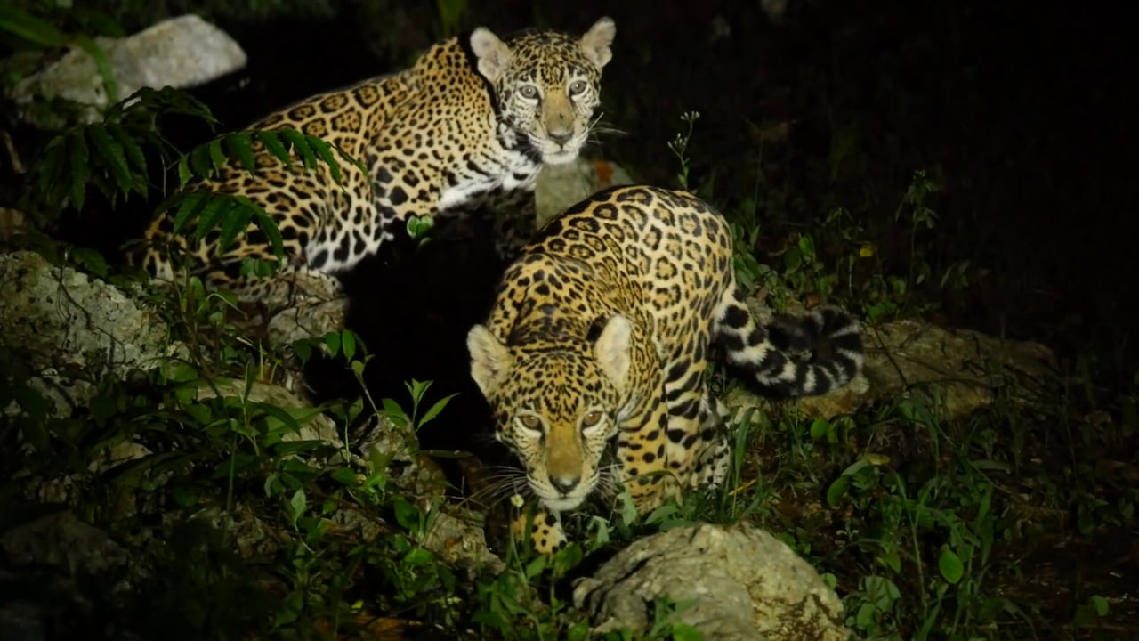 Wild jaguars