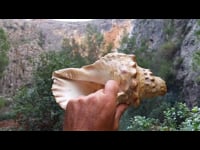 Cosmosis - Fractal Thinking  - Seashell Horn (eng)
