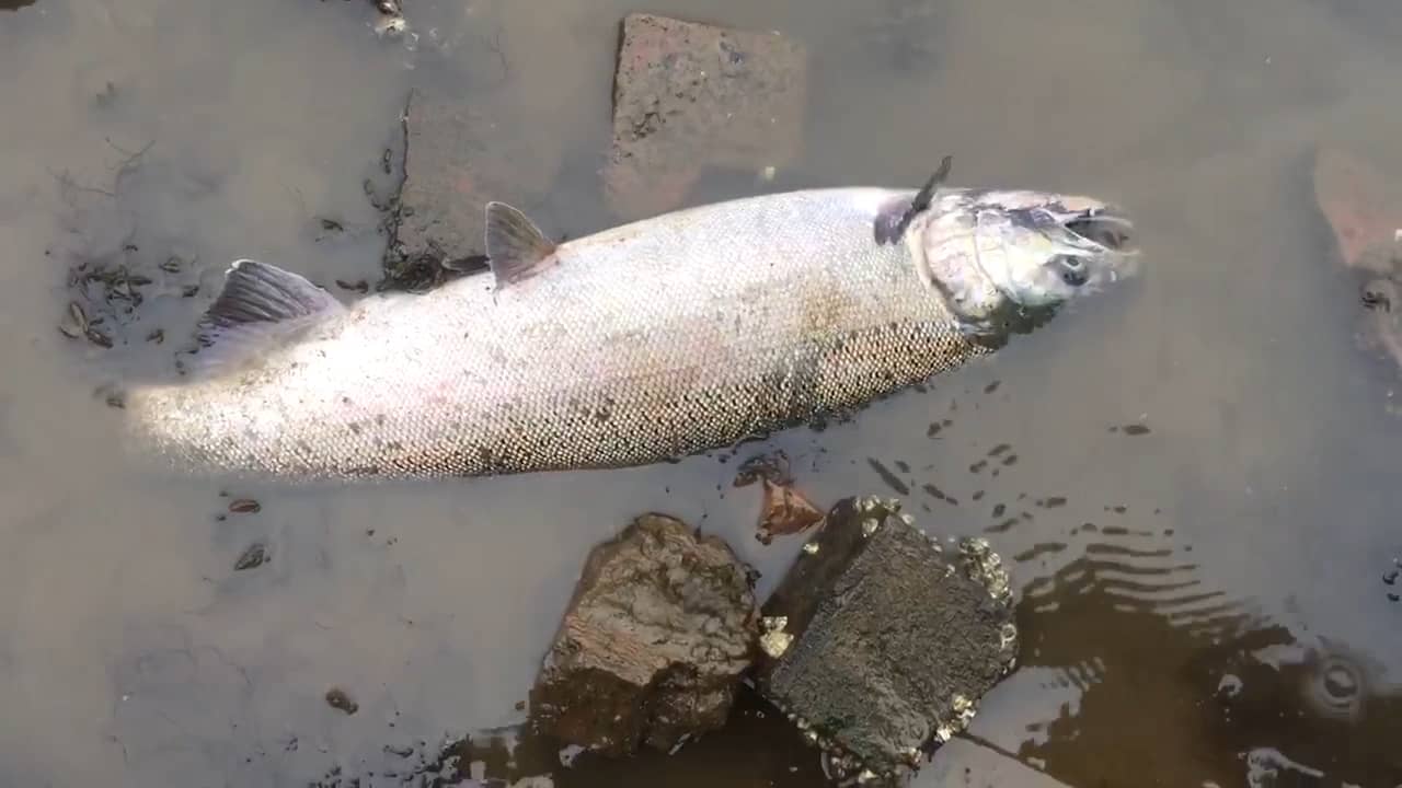 Salmon poisoned by stormwater pollution in the Duwamish River on Vimeo