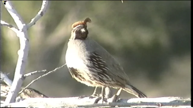Quail Calls Sound
