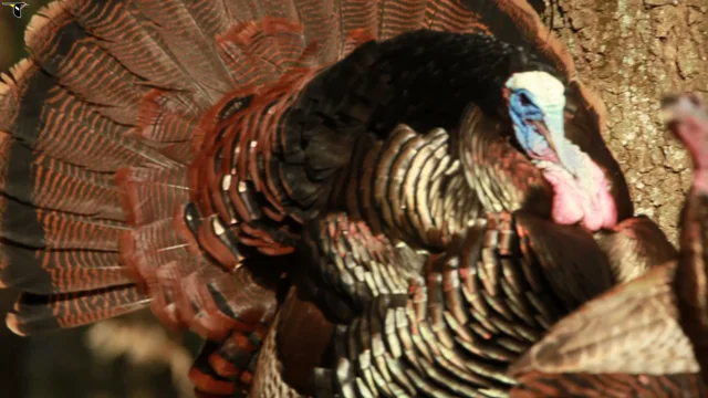 biggest live turkey in the world