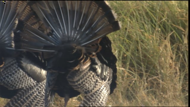 Wild Turkey Sounds, All About Birds, Cornell Lab of Ornithology