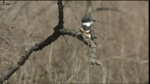 Introducing the Belted Kingfisher < Birdorable